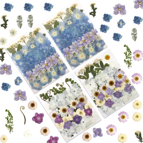 Fiori ortensia essiccati - fiori, di